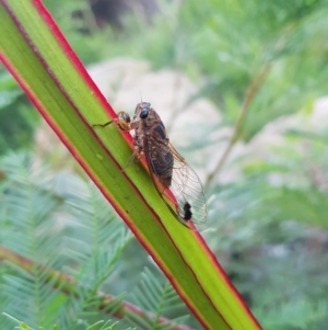 Galanga labeculata at Greenway, ACT - 15 Jan 2022 08:10 PM