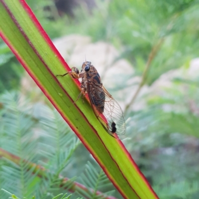 Galanga labeculata (Double-spotted cicada) at Pine Island to Point Hut - 15 Jan 2022 by MatthewFrawley