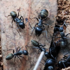 Camponotus aeneopilosus (A Golden-tailed sugar ant) at Blue Gum Point to Attunga Bay - 16 Jan 2022 by ConBoekel