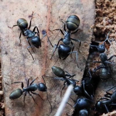 Camponotus aeneopilosus (A Golden-tailed sugar ant) at Lake Burley Griffin West - 15 Jan 2022 by ConBoekel