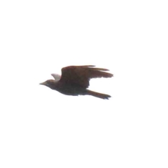 Corvus coronoides (Australian Raven) at Blue Gum Point to Attunga Bay - 15 Jan 2022 by ConBoekel