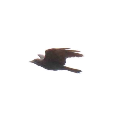 Corvus coronoides (Australian Raven) at Lake Burley Griffin West - 15 Jan 2022 by ConBoekel