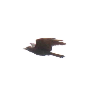 Corvus coronoides (Australian Raven) at Blue Gum Point to Attunga Bay - 15 Jan 2022 by ConBoekel