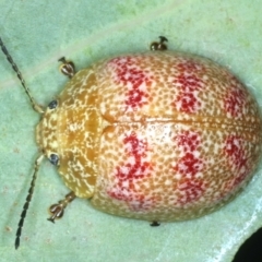 Paropsis obsoleta (Leaf beetle) at Paddys River, ACT - 11 Jan 2022 by jbromilow50