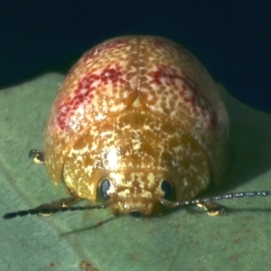 Paropsis obsoleta at Paddys River, ACT - 12 Jan 2022