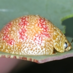 Paropsis obsoleta at Paddys River, ACT - 12 Jan 2022 10:45 AM