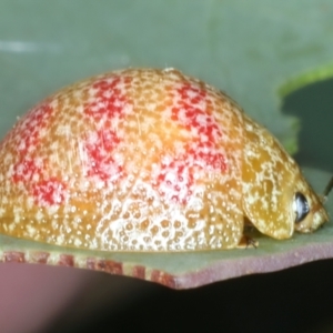 Paropsis obsoleta at Paddys River, ACT - 12 Jan 2022 10:45 AM