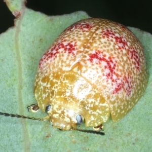 Paropsis obsoleta at Paddys River, ACT - 12 Jan 2022