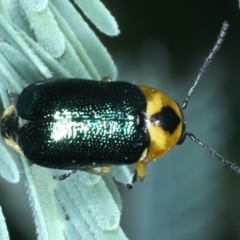 Aporocera (Aporocera) consors (A leaf beetle) at Paddys River, ACT - 12 Jan 2022 by jb2602