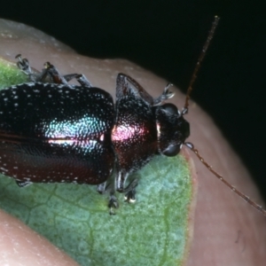 Edusella sp. (genus) at Paddys River, ACT - 12 Jan 2022