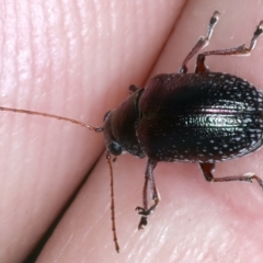 Edusella sp. (genus) at Paddys River, ACT - 12 Jan 2022