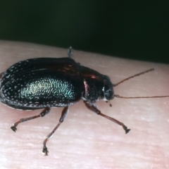 Edusella sp. (genus) at Paddys River, ACT - 12 Jan 2022