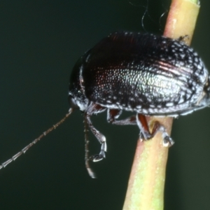 Edusella sp. (genus) at Paddys River, ACT - 12 Jan 2022