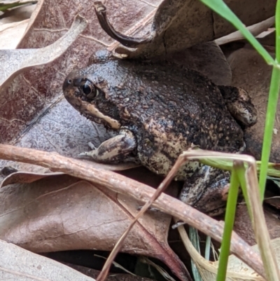 Limnodynastes dumerilii (Eastern Banjo Frog) at Wodonga - 16 Jan 2022 by ChrisAllen