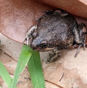 Limnodynastes dumerilii at Gateway Island, VIC - 17 Jan 2022