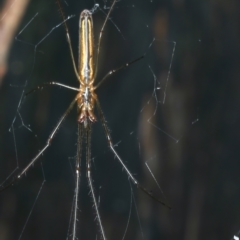 Tetragnatha sp. (genus) (Long-jawed spider) at QPRC LGA - 10 Jan 2022 by jbromilow50