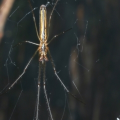 Tetragnatha sp. (genus) (Long-jawed spider) at Monga, NSW - 10 Jan 2022 by jb2602
