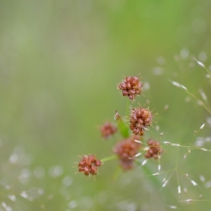 Luzula sp. at Wamboin, NSW - 2 Nov 2021