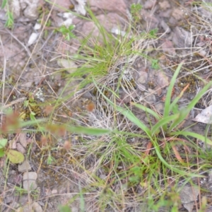 Luzula sp. at Wamboin, NSW - 2 Nov 2021 07:37 PM