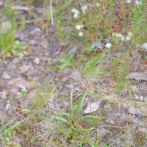 Luzula sp. at Wamboin, NSW - 2 Nov 2021