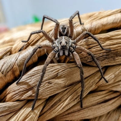 Tasmanicosa sp. (genus) (Unidentified Tasmanicosa wolf spider) at Lions Youth Haven - Westwood Farm A.C.T. - 16 Jan 2022 by HelenCross