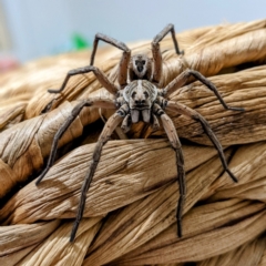Unidentified Huntsman spider (Sparassidae) (TBC) at Kambah, ACT - 16 Jan 2022 by HelenCross