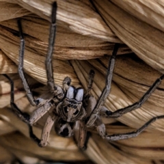 Tasmanicosa sp. (genus) at Kambah, ACT - suppressed