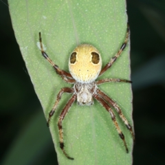 Salsa fuliginata (Sooty Orb-weaver) at Monga, NSW - 10 Jan 2022 by jb2602