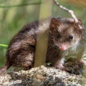 Antechinus mimetes mimetes at Paddys River, ACT - 16 Jan 2022 03:30 PM