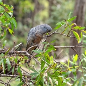 Callocephalon fimbriatum at Penrose, NSW - 14 Jan 2022