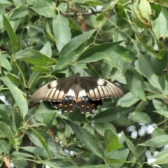 Papilio aegeus (Orchard Swallowtail, Large Citrus Butterfly) at Gungahlin, ACT - 17 Jan 2022 by TrishGungahlin