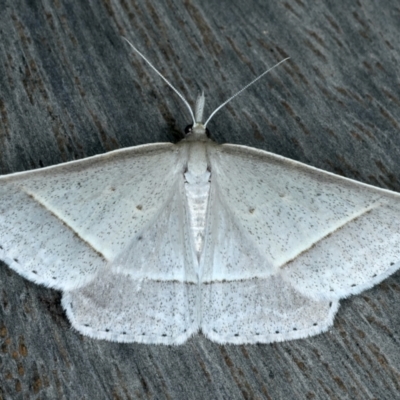 Epidesmia perfabricata (Grey Epidesmia) at Ainslie, ACT - 15 Jan 2022 by jb2602