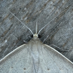 Epidesmia perfabricata at Ainslie, ACT - 15 Jan 2022