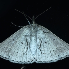 Epidesmia perfabricata at Ainslie, ACT - 15 Jan 2022