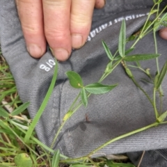 Zornia dyctiocarpa var. dyctiocarpa at Mount Majura - 17 Jan 2022