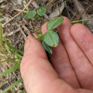 Zornia dyctiocarpa var. dyctiocarpa at Mount Majura - 17 Jan 2022