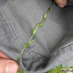 Zornia dyctiocarpa var. dyctiocarpa at Mount Majura - 17 Jan 2022