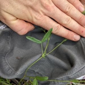 Zornia dyctiocarpa var. dyctiocarpa at Mount Majura - 17 Jan 2022