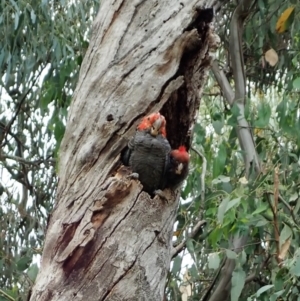 Callocephalon fimbriatum at Cook, ACT - 17 Jan 2022