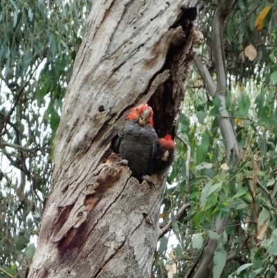 Callocephalon fimbriatum (Gang-gang Cockatoo) at GG292 - 16 Jan 2022 by CathB