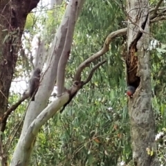 Callocephalon fimbriatum at Cook, ACT - suppressed