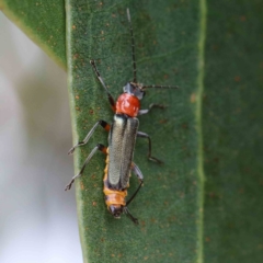 Chauliognathus tricolor (Tricolor soldier beetle) at Blue Gum Point to Attunga Bay - 15 Jan 2022 by ConBoekel
