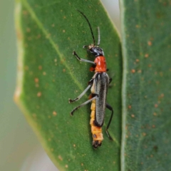 Chauliognathus tricolor at Yarralumla, ACT - 16 Jan 2022