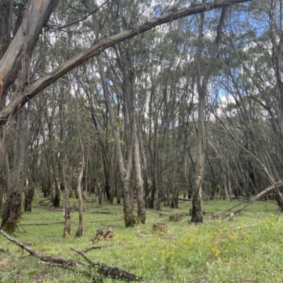 Eucalyptus stellulata (Black Sally) at Bondo State Forest - 15 Jan 2022 by Nat