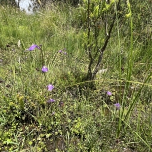 Utricularia dichotoma at Brindabella, NSW - 15 Jan 2022 01:35 PM