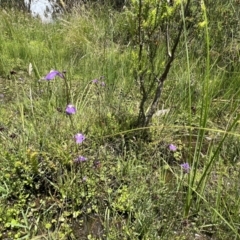 Utricularia dichotoma (Fairy Aprons, Purple Bladderwort) at Brindabella, NSW - 15 Jan 2022 by Nat