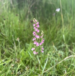 Spiranthes australis at Brindabella, NSW - suppressed