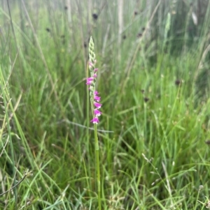 Spiranthes australis at Brindabella, NSW - suppressed