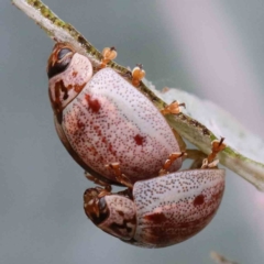 Paropsisterna m-fuscum (Eucalyptus Leaf Beetle) at Lake Burley Griffin West - 16 Jan 2022 by ConBoekel