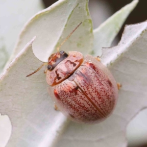 Paropsisterna m-fuscum at Yarralumla, ACT - 16 Jan 2022